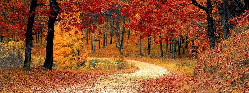 Image. A narrow path winds through a beautiful forest filled with trees turned red and orange.