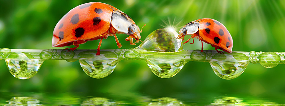 With the sun shining brightly in the background two lady bugs meet in the center of a frond covered in water droplets that is hanging just above a pool of water.