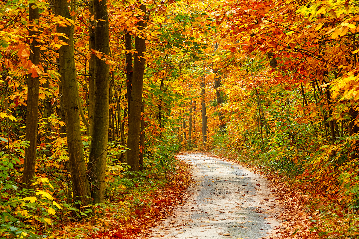 A vibrant scene shows an inviting pathway through an autumn forest.