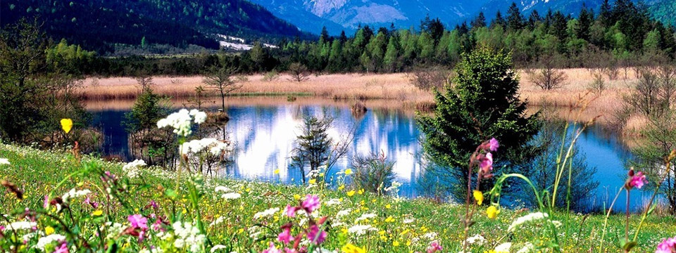 Photo overlooking flowers and grass along the bed of a small but beautiful lake at the foot of a large set of mountains.
