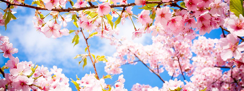 Photo of a perfect blue sky with white clouds shot upwards through a tree full of beautiful pink blossoms.