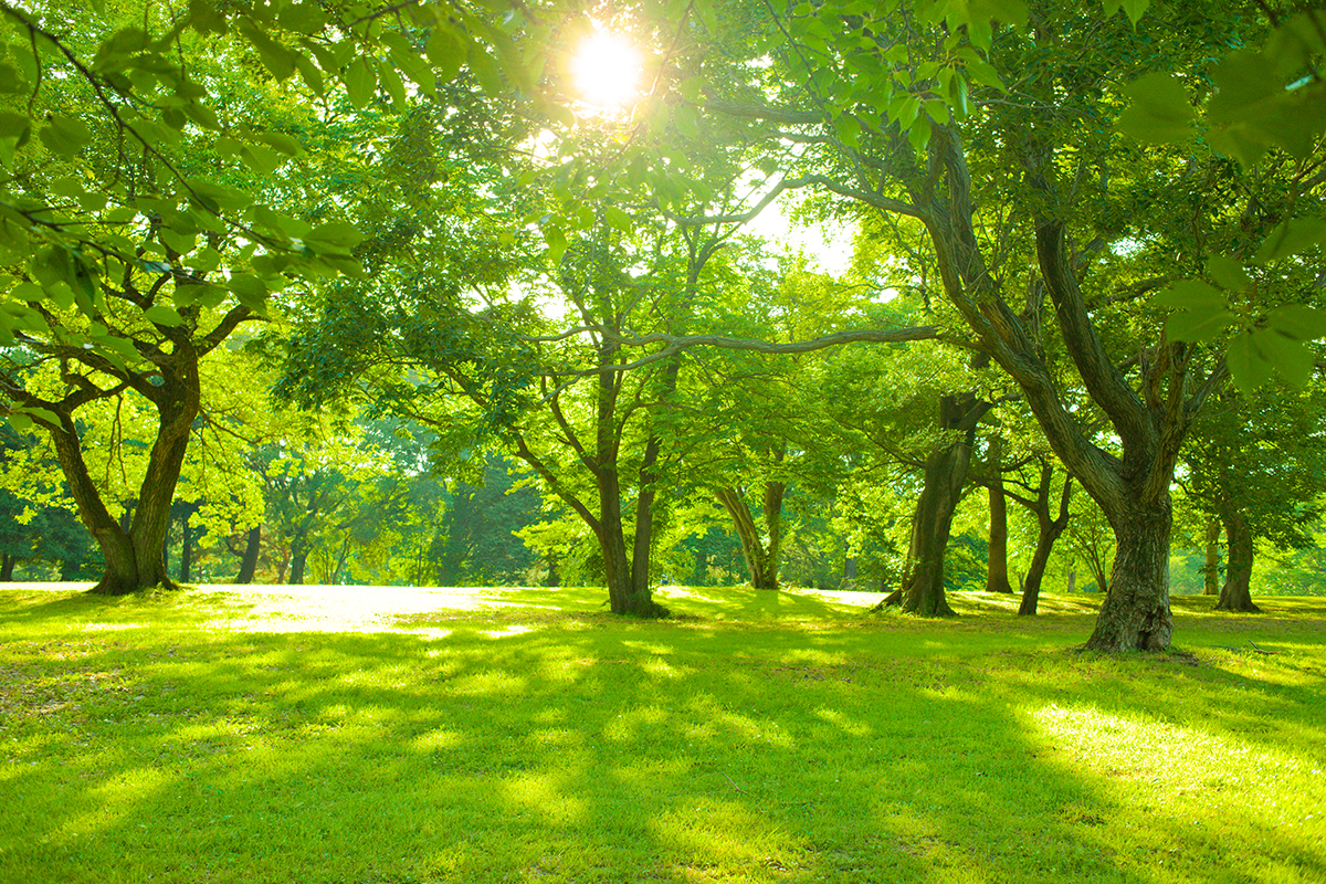 A bright sun parts the trees on a Summer day in a stunning park peppered with lush trees and fields of green.