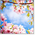 Photo of a perfect blue sky with white clouds shot upwards through a tree full of beautiful pink blossoms.