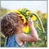 An incredibly cute little girl with blonde curls laughs as she places her face inside a Sunflower.
